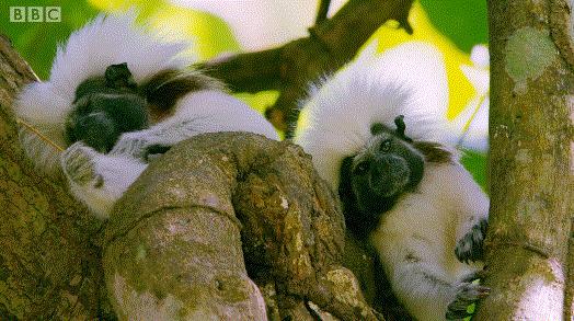 bbc封神,让很多人看一次哭一次的视频