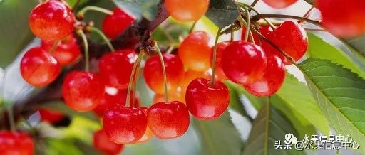 卖樱桃8块一斤十五块两斤的视频,一斤樱桃多少钱