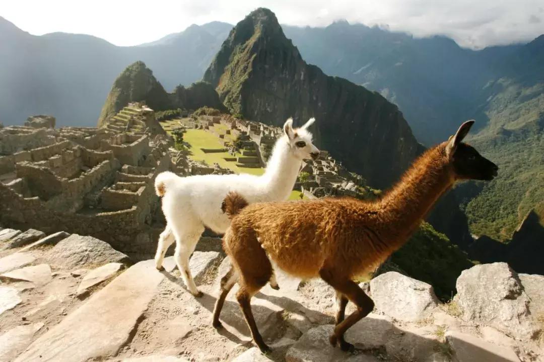 包括羊驼的十大神兽羊驼简介,羊驼神兽为什么吐口水