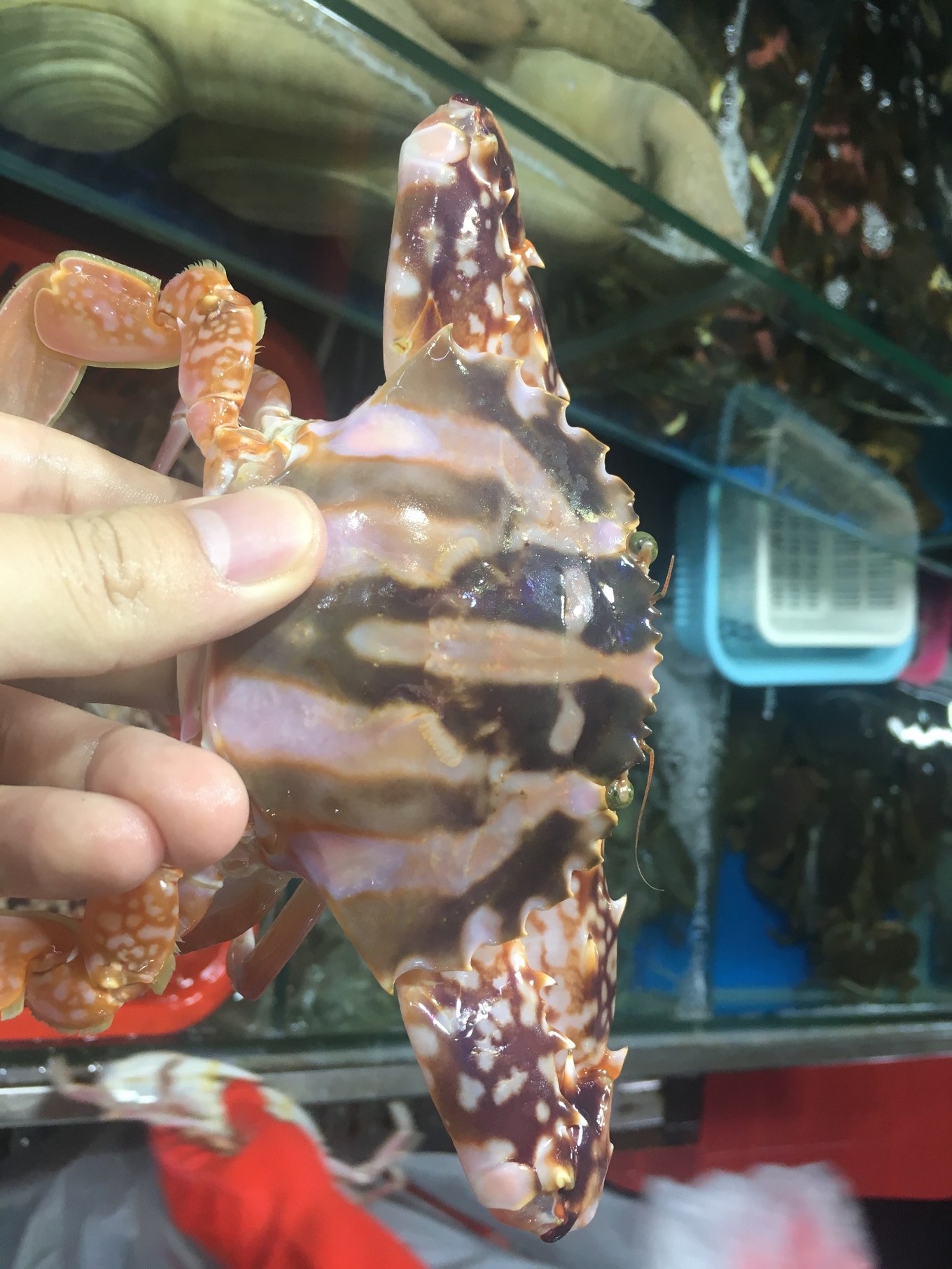 三亚旅游吃海鲜防宰攻略,三亚蜈支洲岛吃海鲜攻略