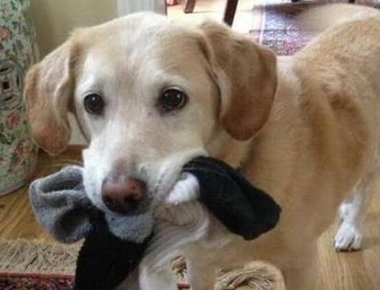 哪些狗狗喜欢咬袜子,狗狗喜欢咬袜子怎么回事