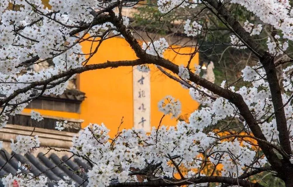 佛了！魔都周边9座「禁欲系寺院」，美到想出家！