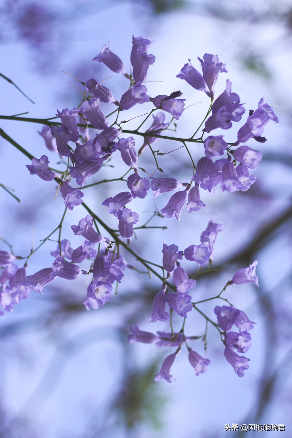 蓝花楹花语及图片大全,蓝花楹的花语还是很让人着迷