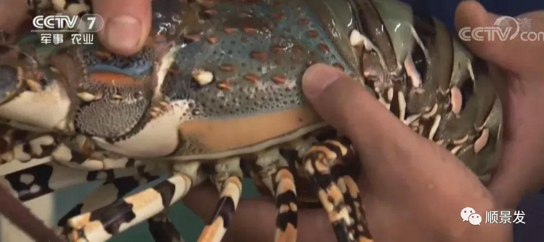 春节期间进口海鲜市场调查，最热销的是哪个？