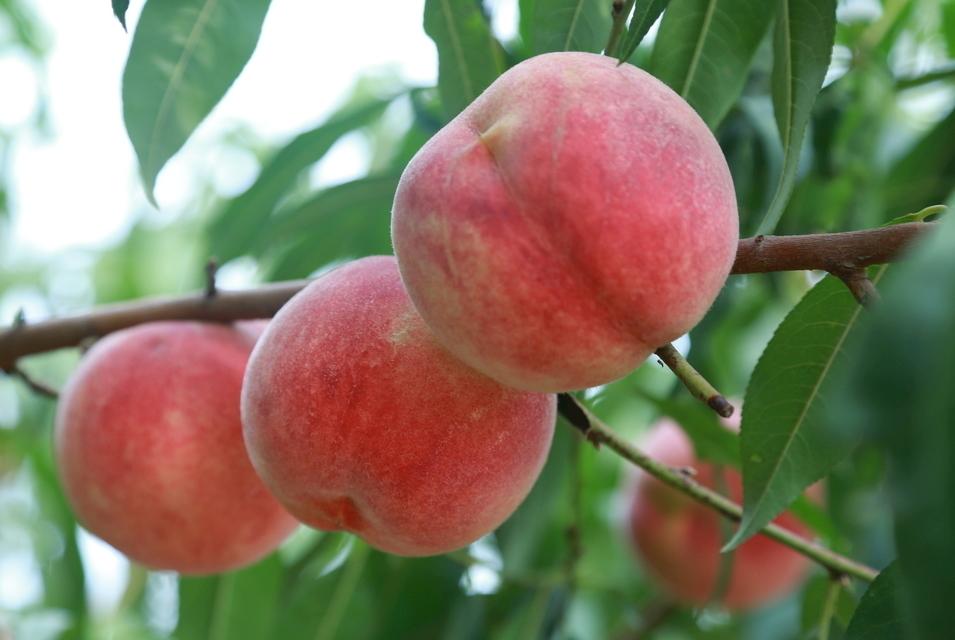 六月吃哪三种水果,5月多吃这些水果营养又健康