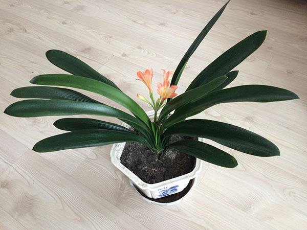 请问君子兰怎么换盆要注意什么,十年的君子兰换盆方法