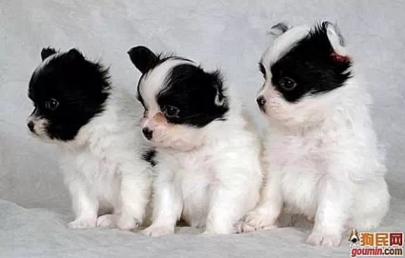 鐙楃嫍澶у叏鍙埍,鍙埍鐨勫皬鐙楃嫍閫佺粰鐖辩嫍浜哄＋