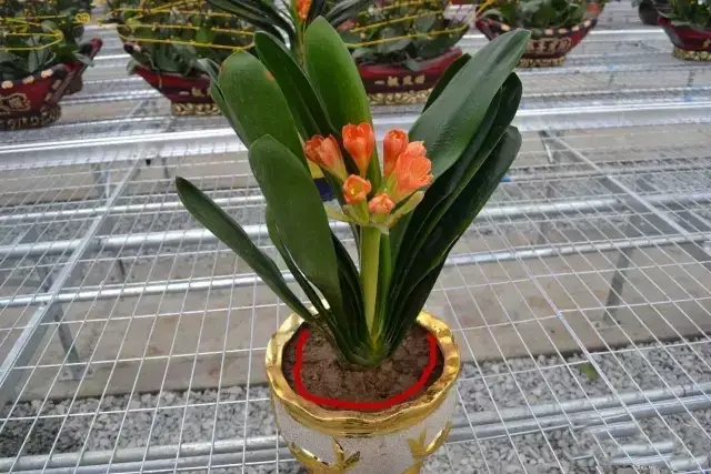 养花的盆要不要戳些洞,养花小知识小技巧大全图解