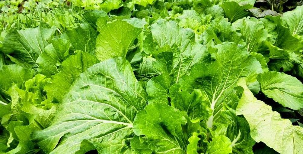 孕妇一天吃多少虾皮能补钙,孕妇吃哪种虾皮补钙效果最好