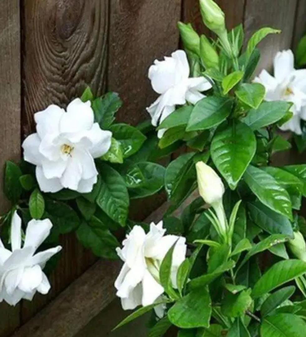 栀子花黄叶的原因及治疗方法,栀子花黄叶的原因及处理小妙招