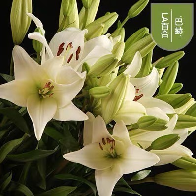 百合花可以用黄沙种,百合花种一棵可以吗