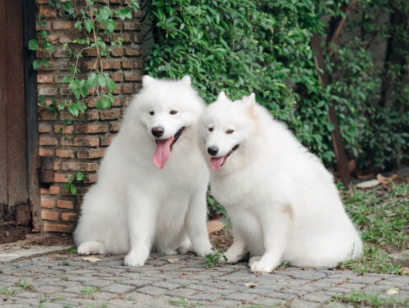 中老年人养狗有什么优点和缺点,最好养的五种小型宠物狗