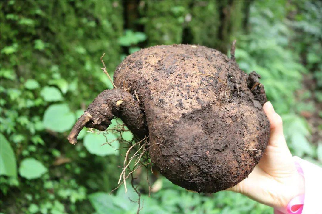 便宜的网红花有哪些图片,4种高颜值网红花