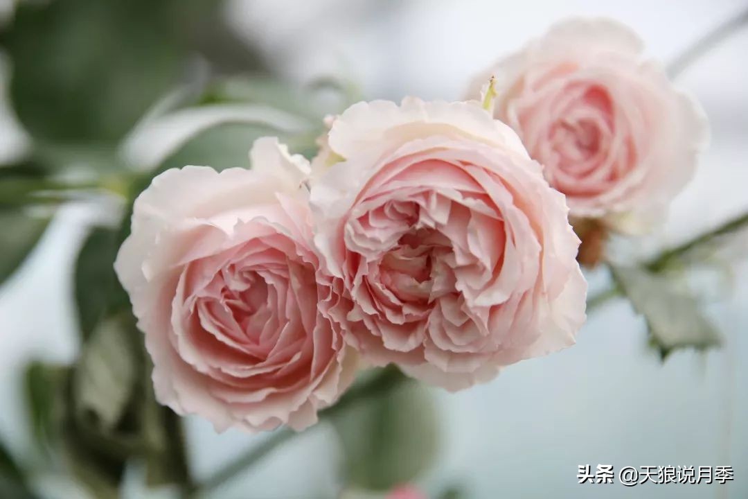 四月最浪漫的蔷薇花,最浪漫的四月花