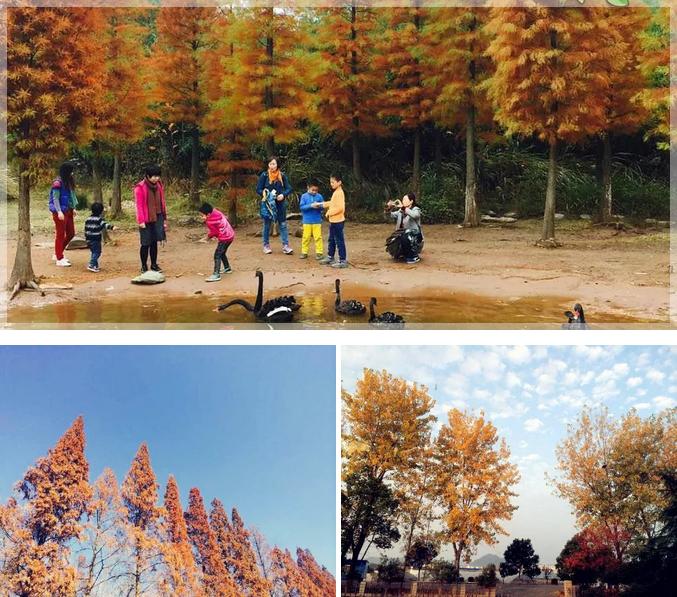 花山谜窟星期三免门票怎么预约,抓紧时间来赏秋