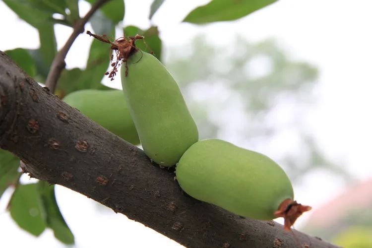 陆游春节的诗,陆游写的关于成都的诗