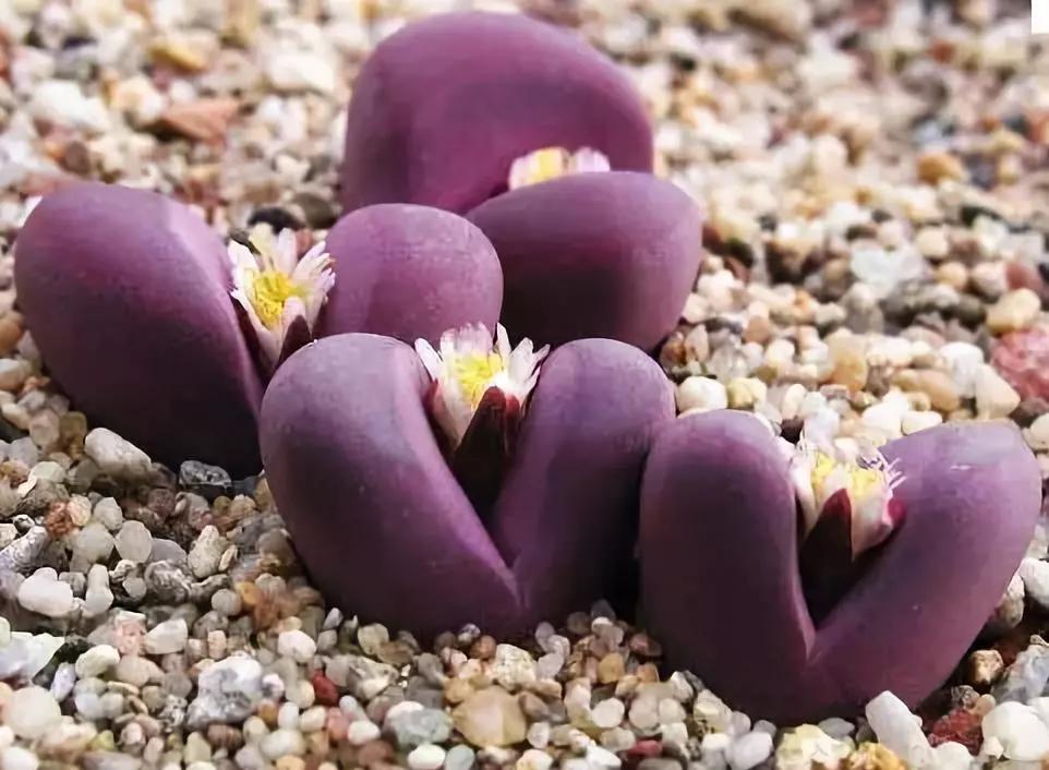 世界上最高贵最漂亮的花,世界上最名贵的花