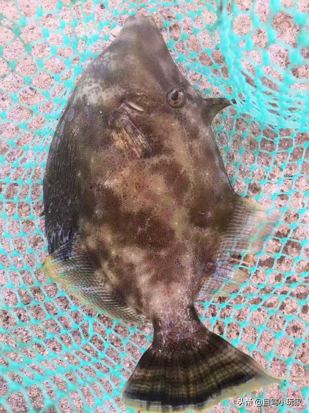 惠州最美礁石海滩,惠州最干净的沙滩推荐