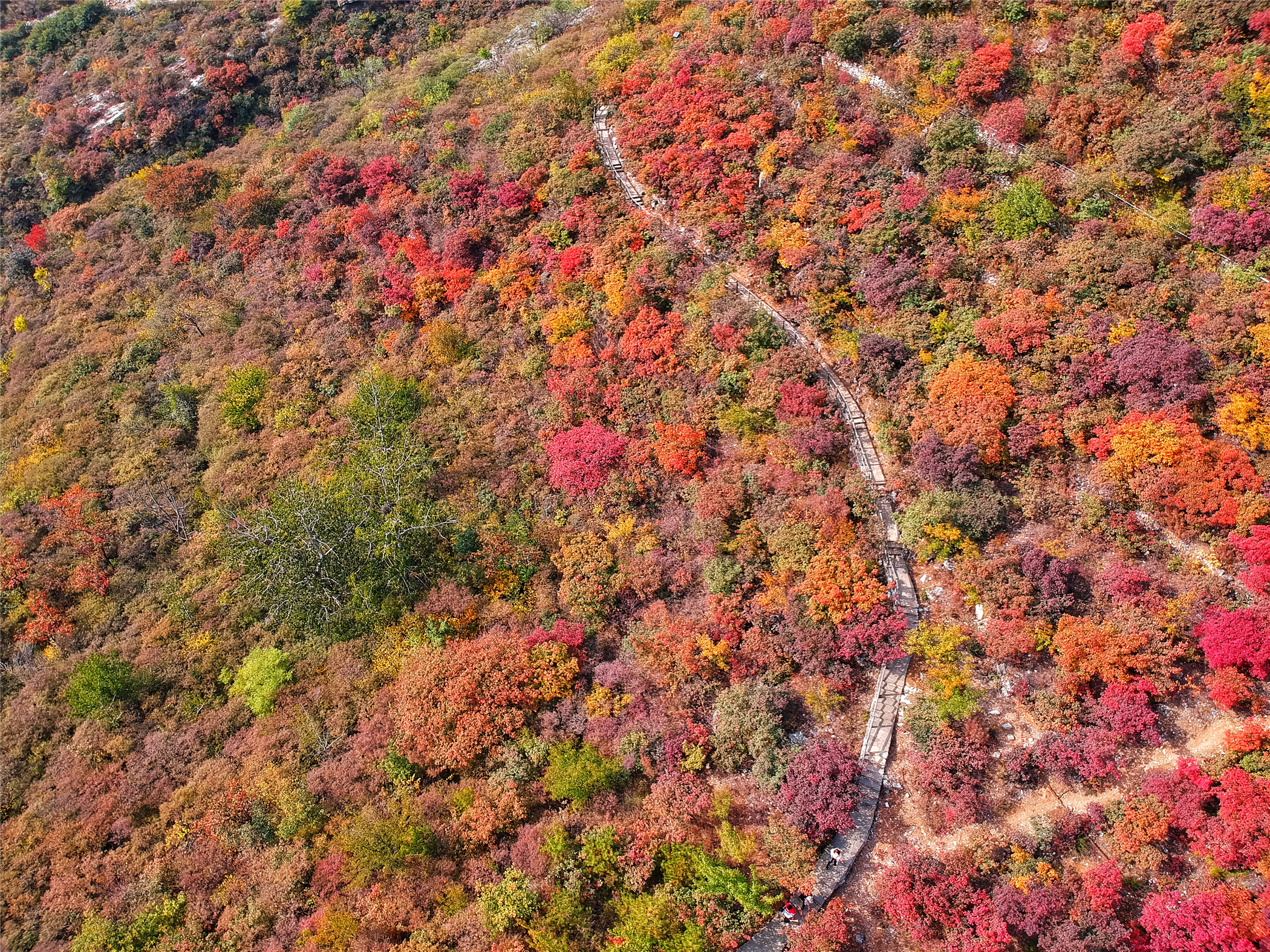 赏红叶最佳目的地,房山坡峰岭红叶最佳观赏