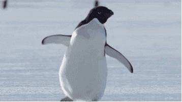 企鹅是不是南极特有动物,企鹅靠什么能在寒冷的南极生活呢