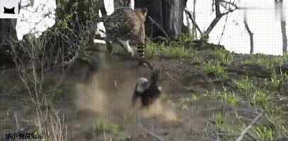 平头哥单挑疣猪完整版,平头哥抓疣猪视频大全