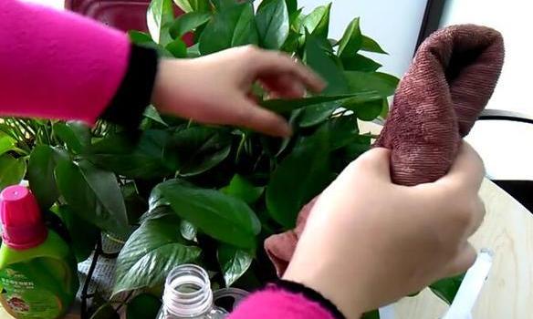 盆栽绿萝怎样才能长得茂盛,小盆栽绿萝怎么养才能更旺盛