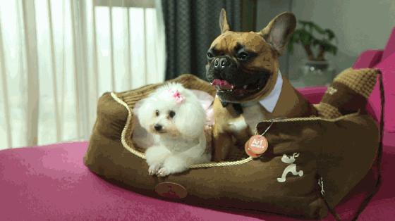 怎么样让小狗去狗屋睡觉,不要让小狗在窝里睡觉