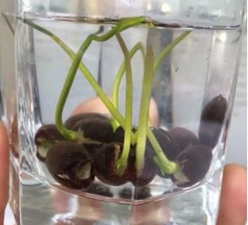 我家的江南风光，小小碗莲，自在清香淡雅，真的好看极了