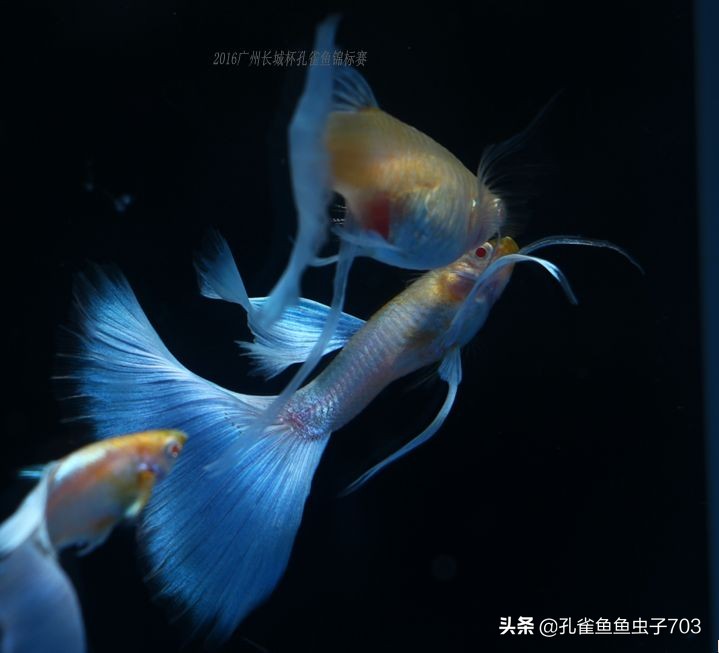 合缸后出现死鱼怎么办,养鱼如何防止死一缸