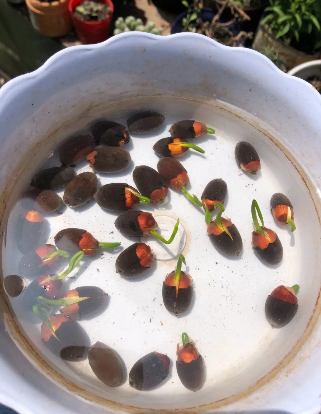 碗莲开花后的种子还可以用吗,碗莲种子种的第一年能开花吗