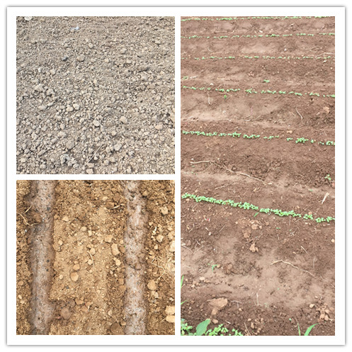 手把手教你种蔬菜免费阅读,手把手教你蔬菜育苗