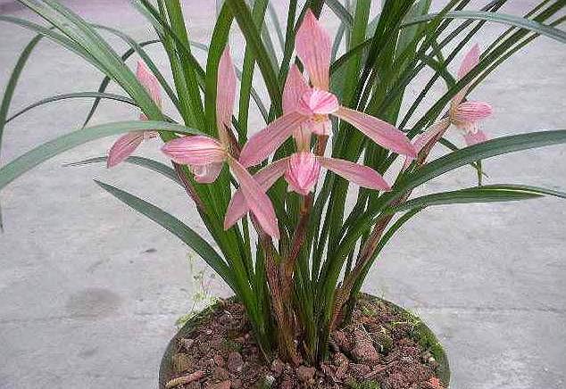 种兰花是松树皮好还是松树屑好,养兰花用松树皮和松树果