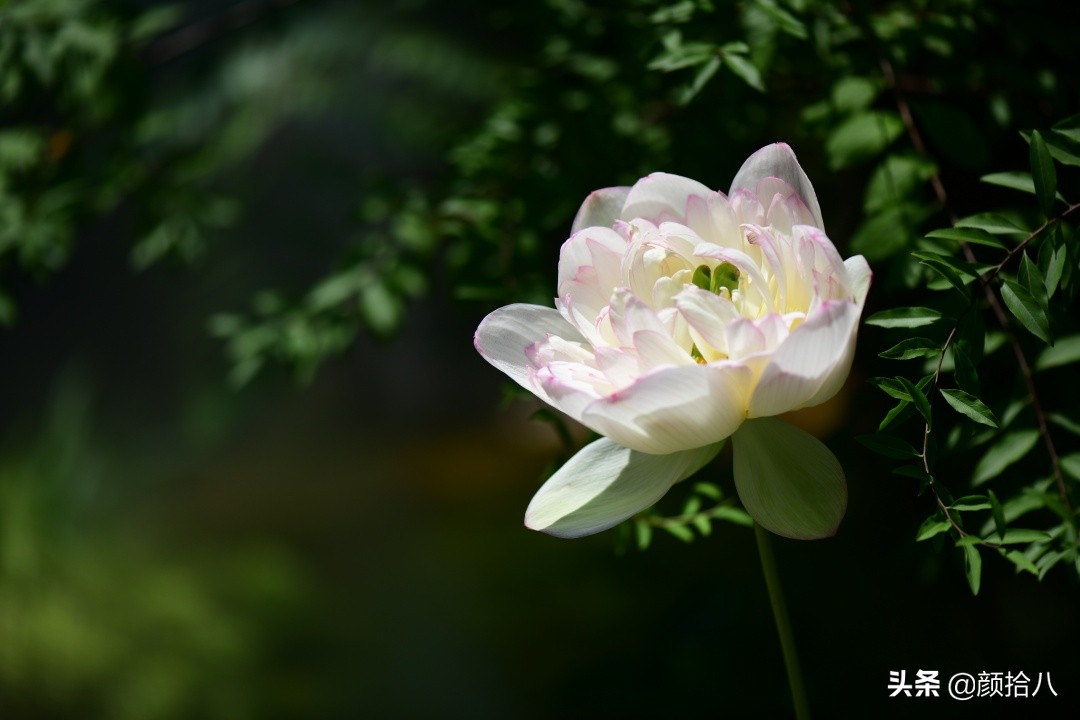 碗莲种藕生长到开花全过程,碗莲种藕到开花的过程