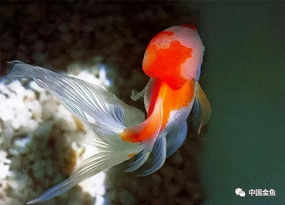 怎么样才能挑出好的金鱼,如何选到心满意足的金鱼