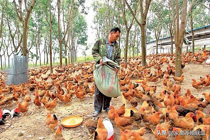养鸡100万一亩利润,养鸡赚了20万一个月鸡舍烧了