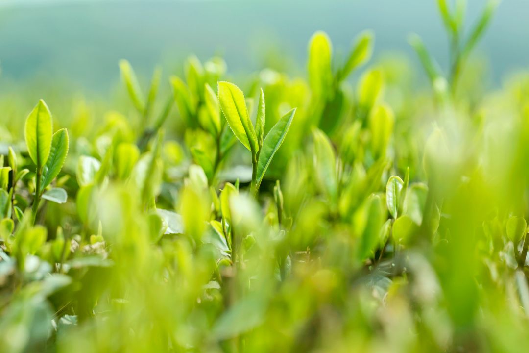 激励学习奋斗的古诗,青年学生励志奋斗的诗