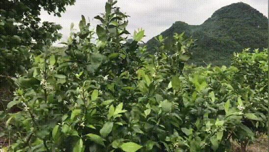 二十四节气养生,二十四节气歌全文及解释