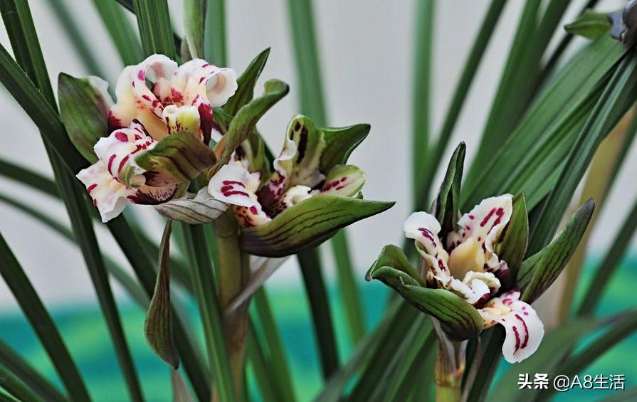 中国兰花名品录,春兰兰花名品大全