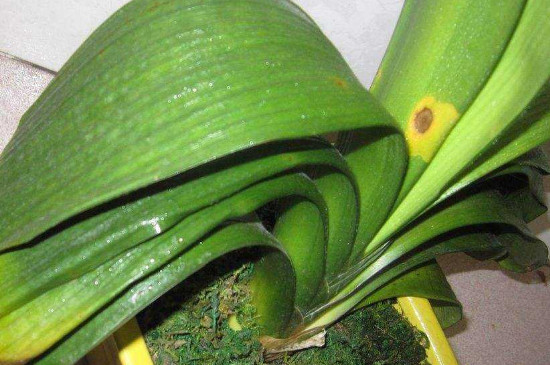 君子兰怎么养最好看看专家怎么说,最贵君子兰9999万图片