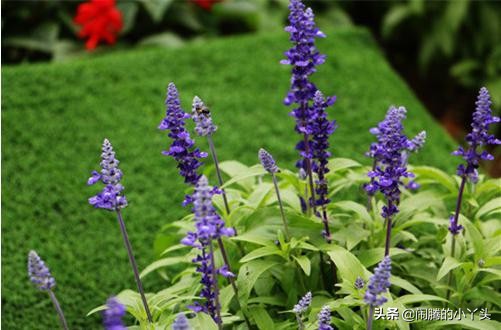 洋苏草花语,洋苏草的花语和寓意