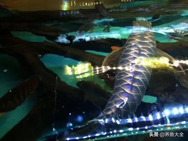 养金龙鱼过程马来西亚,马来西亚养金龙