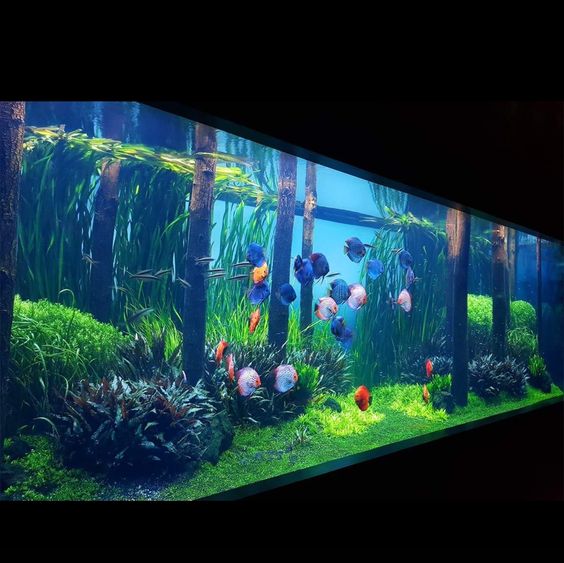 鱼缸里面的硝化细菌怎样放,小鱼缸用放硝化细菌吗