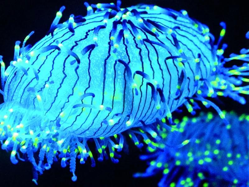 原来那片荧光海是真的存在的,荧光大海