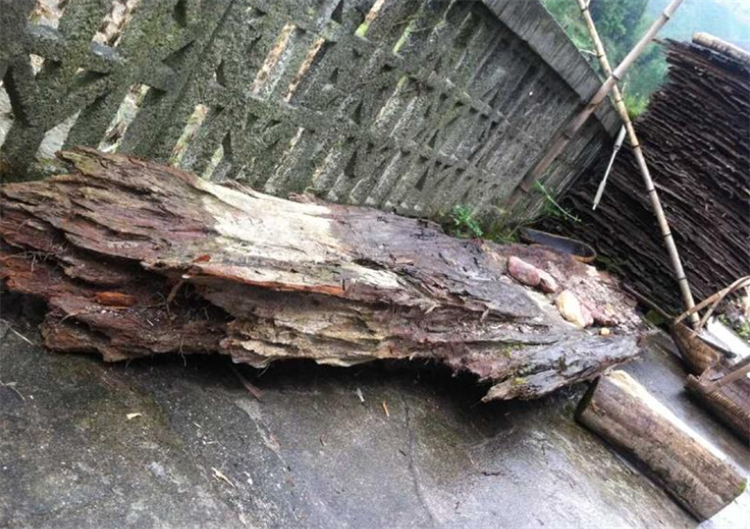 金丝楠和金丝楠阴沉木有什么区别,碳化了的金丝楠木阴沉木鉴定