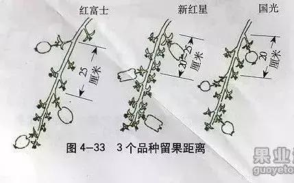 5年红富士苹果树冬季修剪技术,苹果树的冬季修剪技术视频