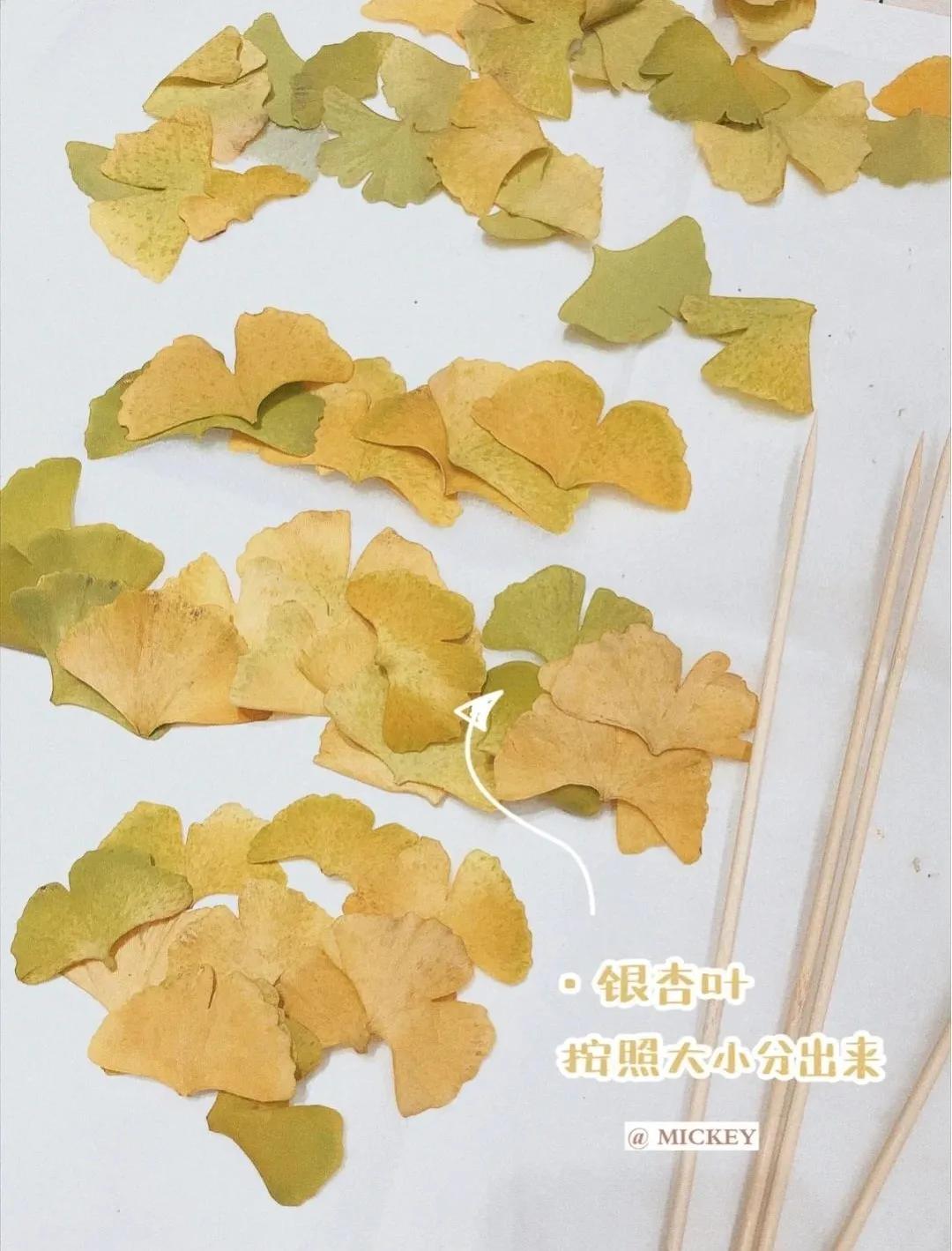 银杏树叶如何做玫瑰花,银杏叶如何制作玫瑰花