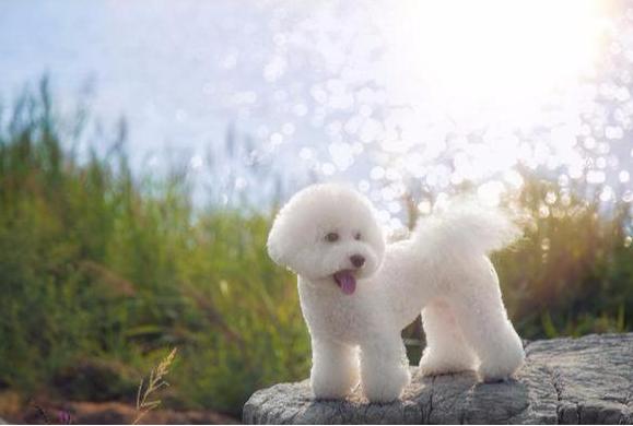 比熊犬泪痕怎么处理,比熊犬泪痕用什么擦