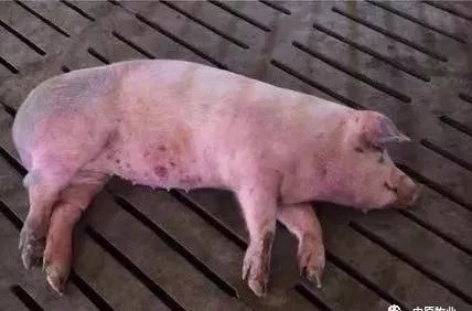 快看！非洲猪瘟终于找到有效的预防方案了，大户都是这样做的