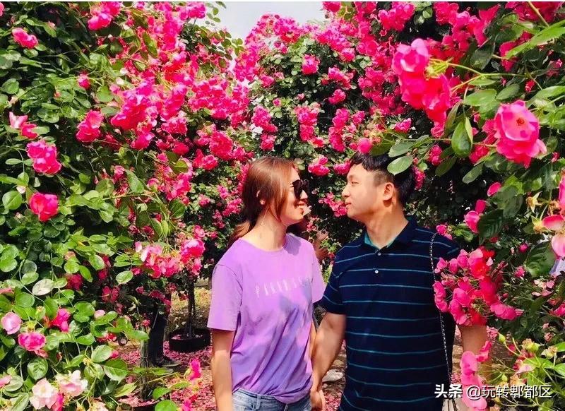 郫都区最美的花海,成都郫都花乡玫瑰开放了吗