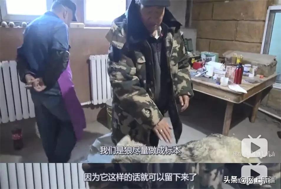 这位“女汉子”在*疆新**，把狼养成了哈士奇，就是经常揍狼的那个